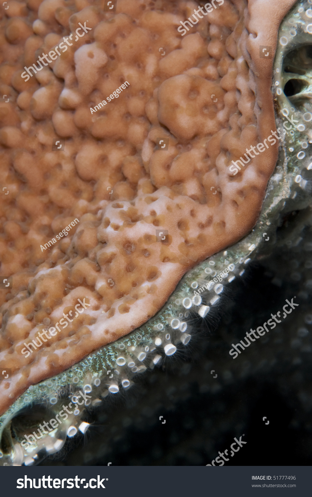 Colony Of Tubular Sponge Polyps (Nausithoe Punctata), Growing Along The ...