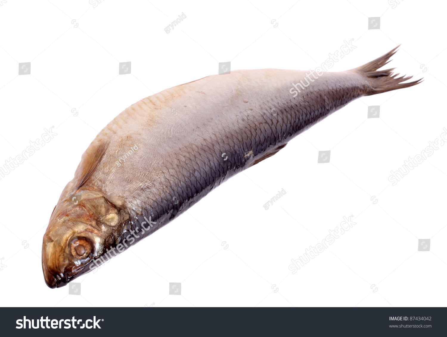 color photo of a herring on a white background