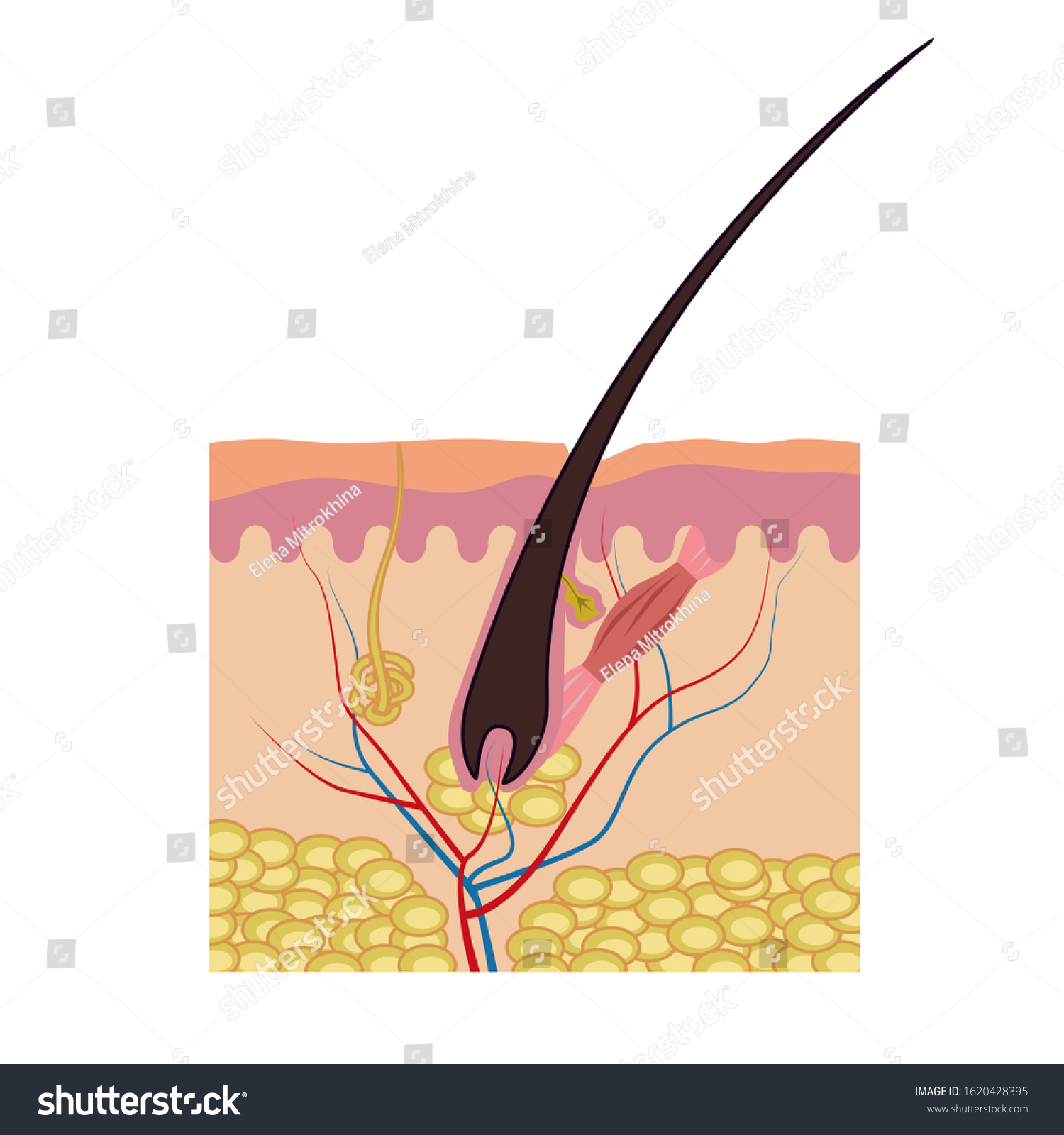 Color Scheme Anatomical Structure Hair Medical: ilustración de stock ...