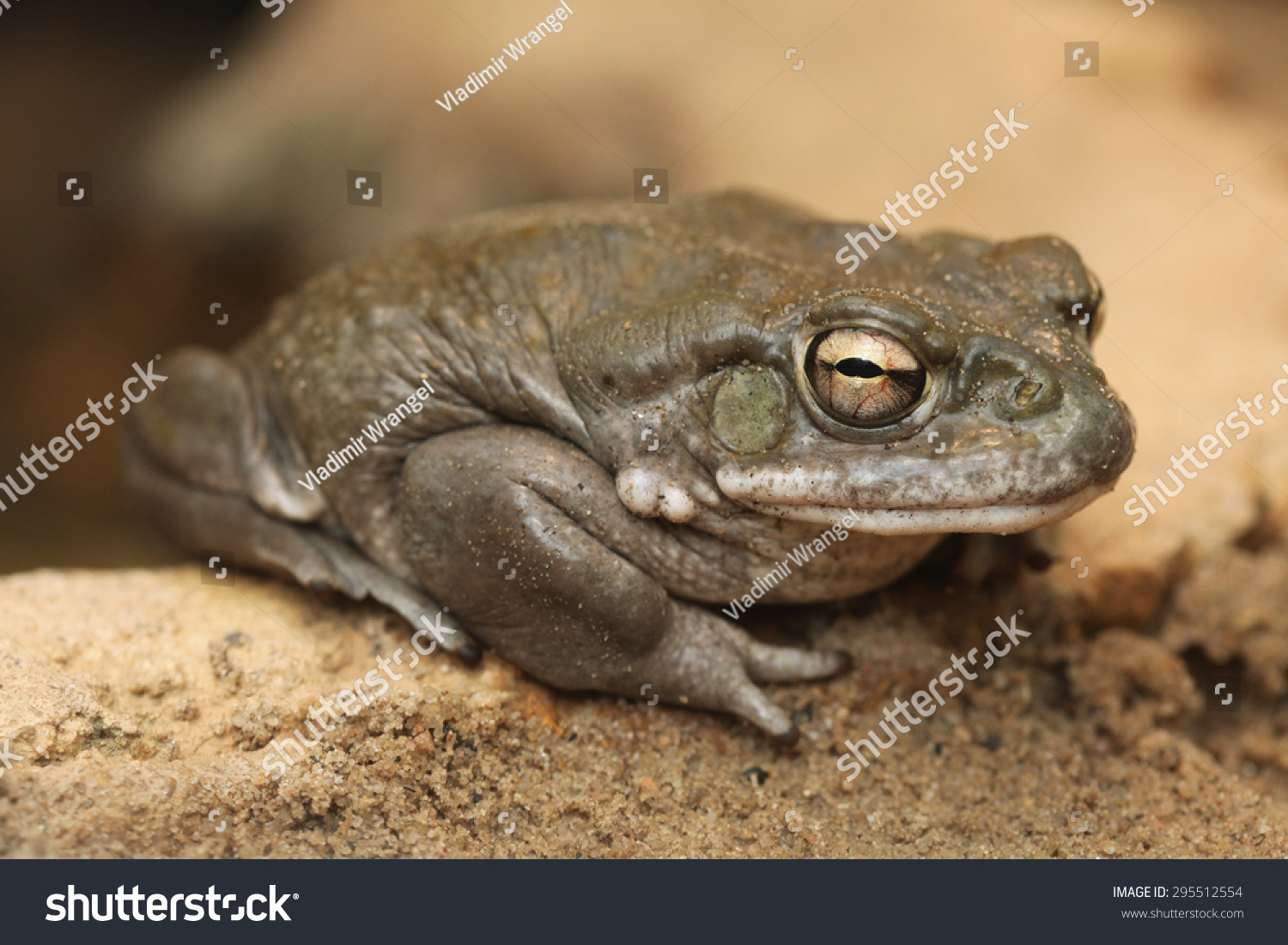 103 Colorado River Toad Images Stock Photos Vectors Shutterstock   Stock Photo Colorado River Toad Incilius Alvarius Also Known As The Sonoran Desert Toad Wild Life Animal 295512554 