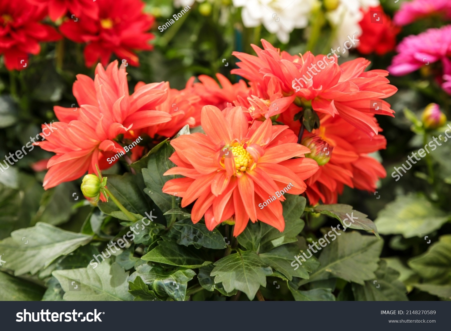 Colorful Beautiful Dahlia Pinnata Cav Plants Stock Photo 2148270589