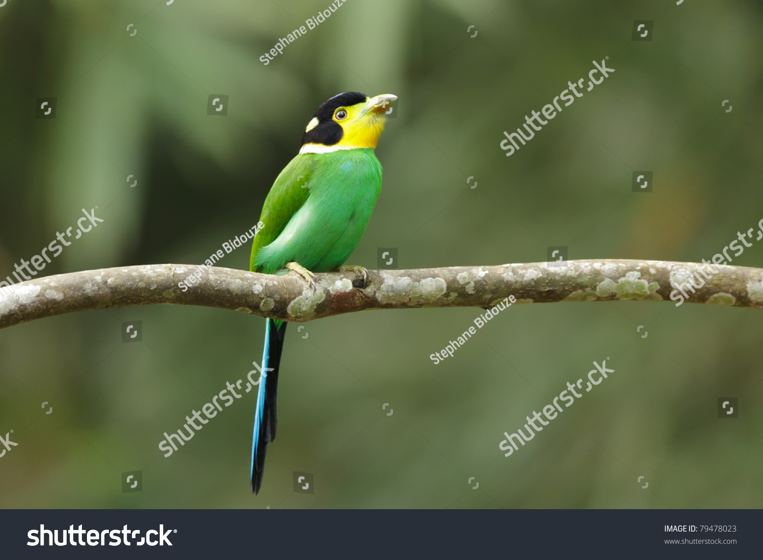 Colorful Bird Long Tailed Broadbill On Tree Branch, Kaeng Krachan ...