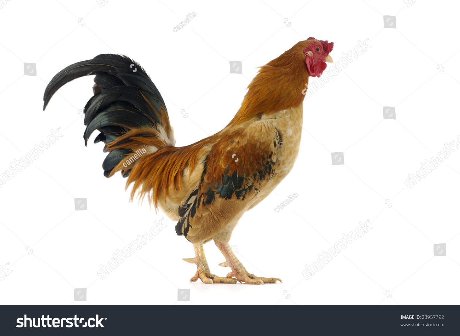 Colorful Cock Stock Photo 28957792 : Shutterstock