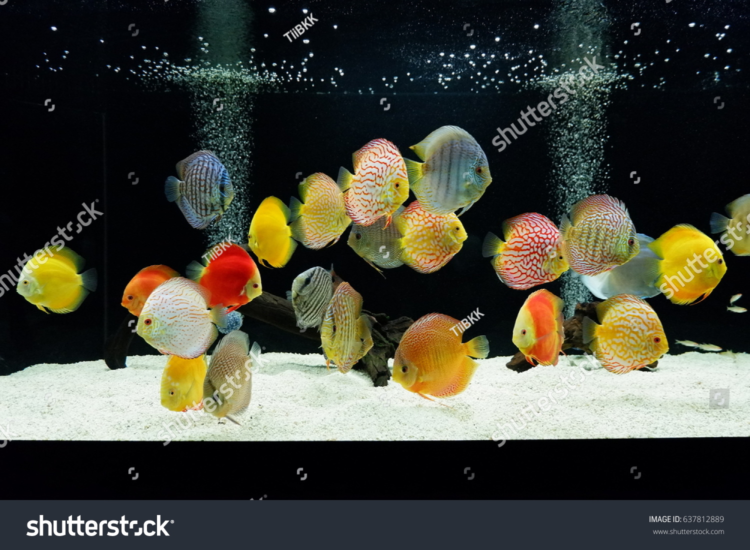 Unduh 92 Background Aquarium Discus HD Terbaik