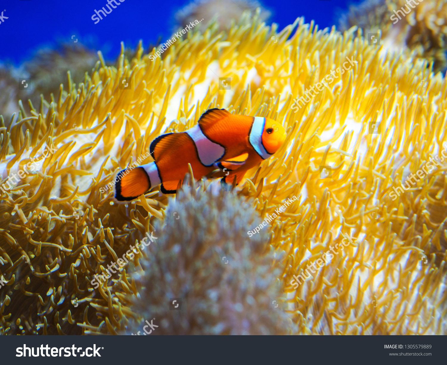 Colorful Fish Coral Under Sea Background Stock Photo Edit Now