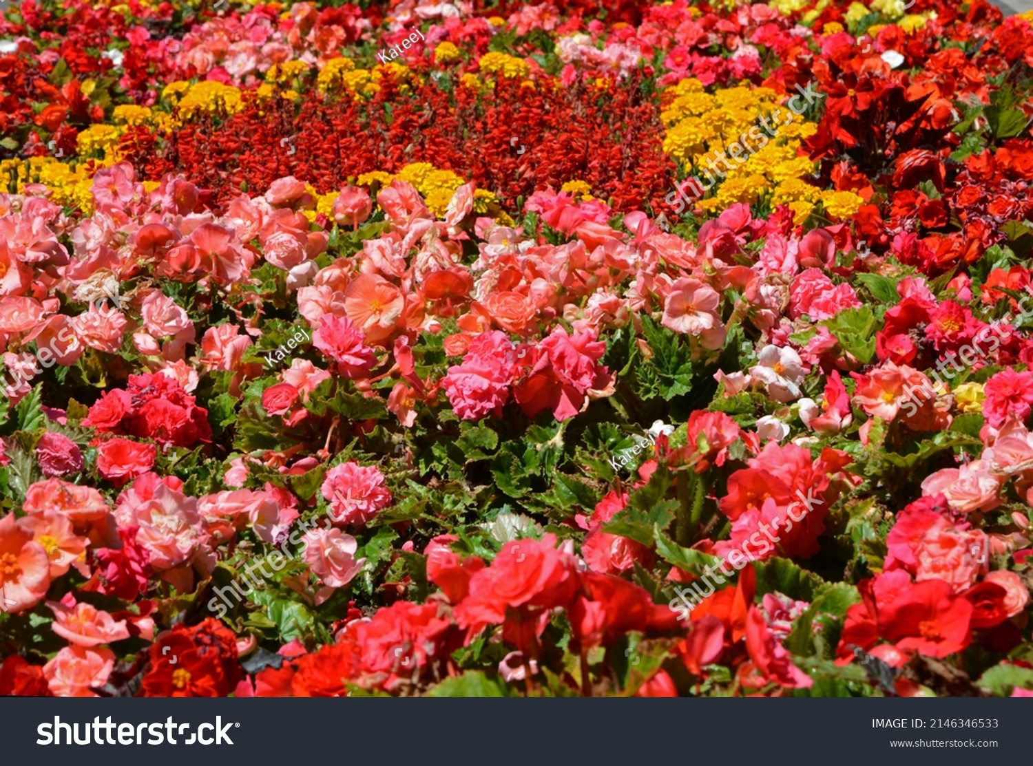 Colorful Flower Bed Red Orange Yellow Stock Photo 2146346533 | Shutterstock