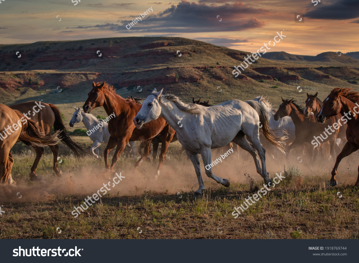 Colorful Herd American Quarter Horses Galloping Stock Photo 1918769744 ...