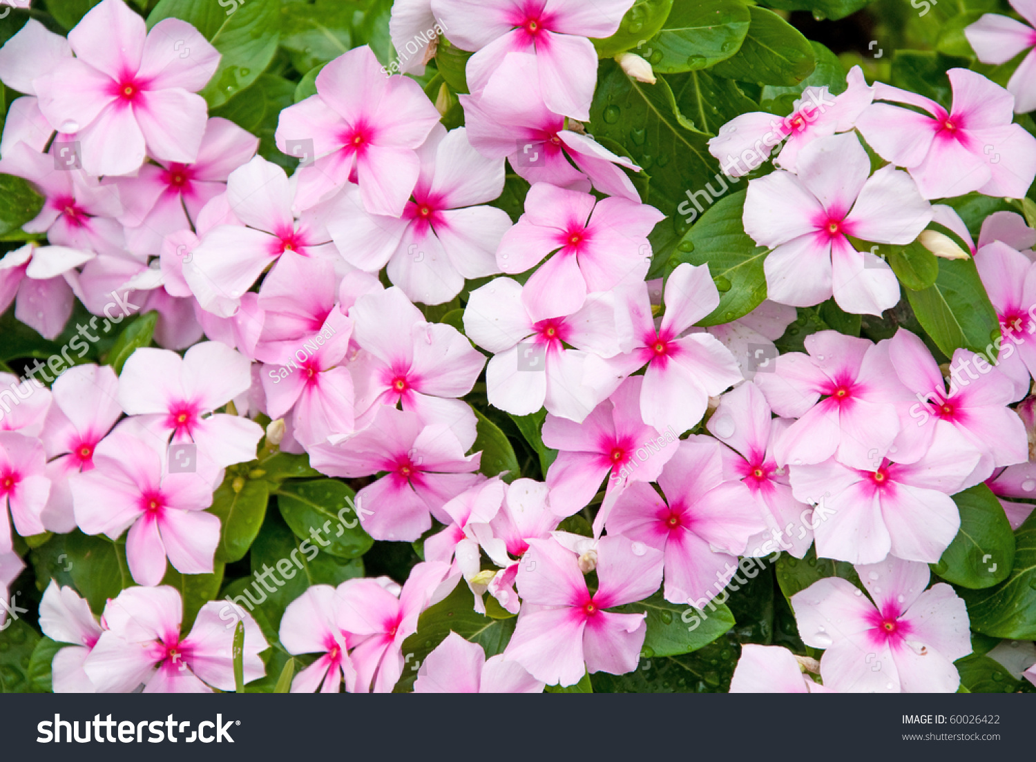 Colorful Impatiens Flowers Stock Photo (Edit Now) 60026422