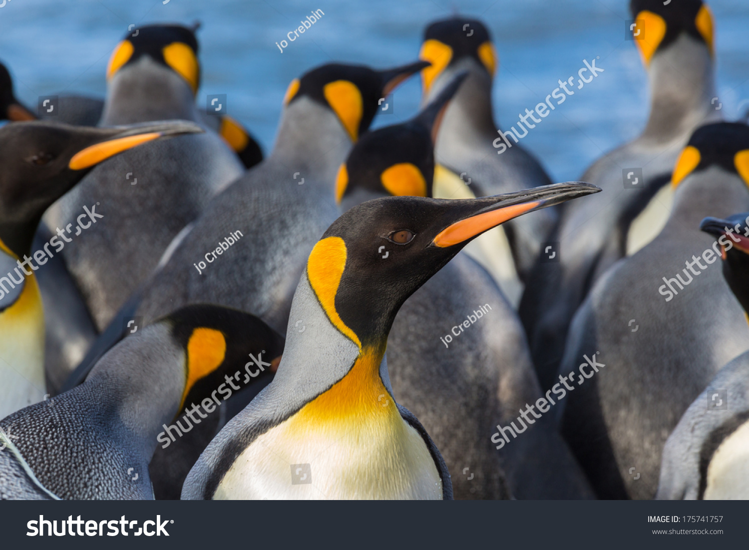 Colorful King Penguins Closeup Stock Photo 175741757 : Shutterstock