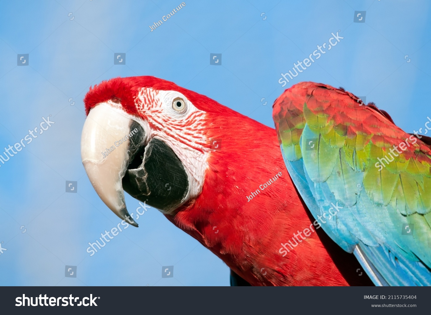 43 Sylvan heights bird park Images, Stock Photos & Vectors | Shutterstock