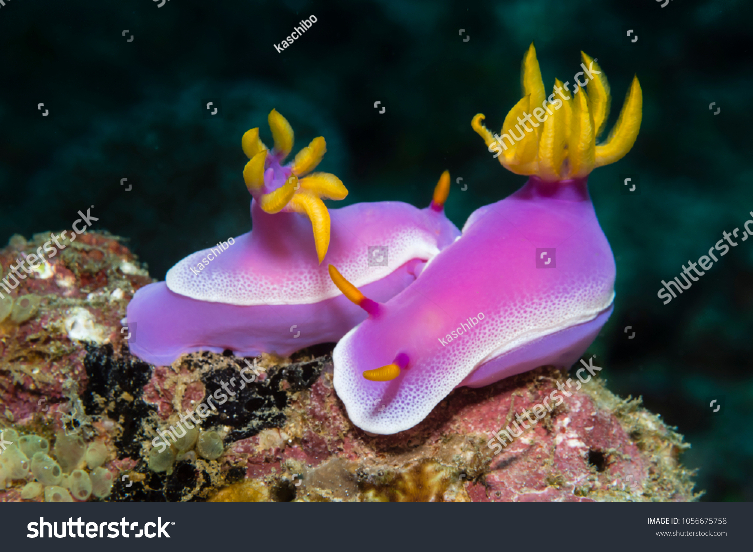 1,924 Purple nudibranch Images, Stock Photos & Vectors | Shutterstock