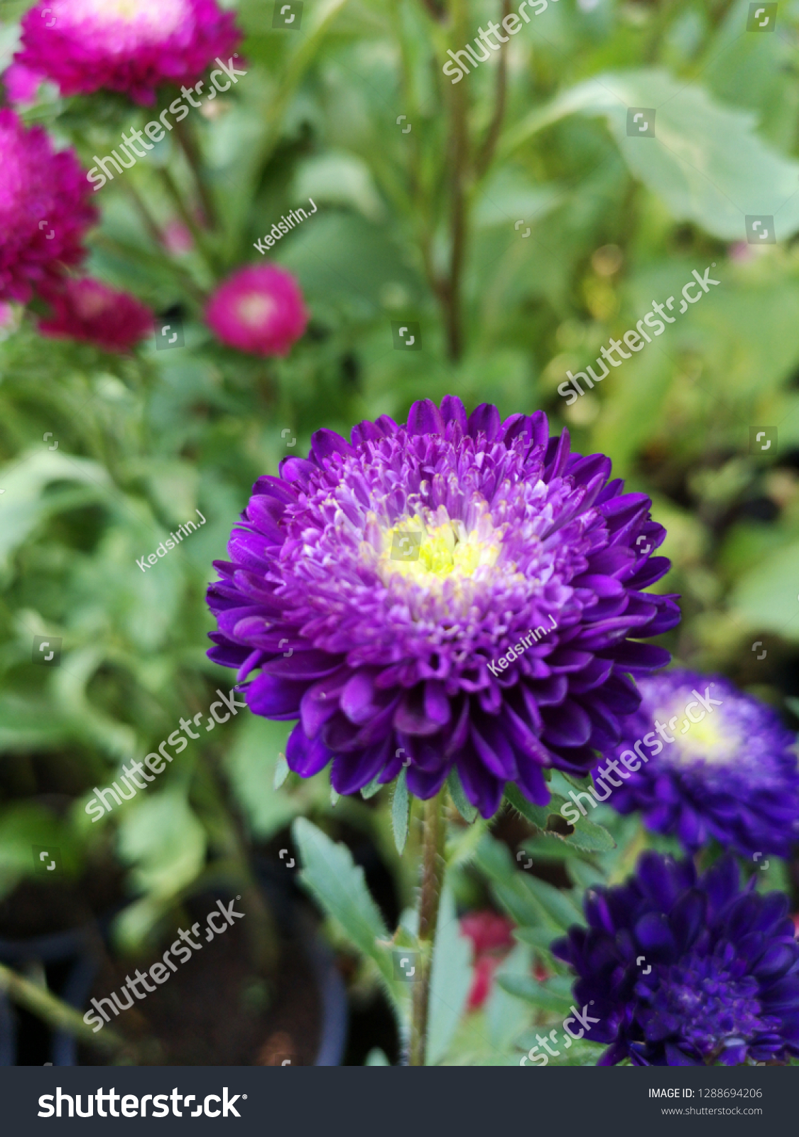 Colorful Chinese Aster Green Leaves Background Stock Photo Edit Now 1288694206