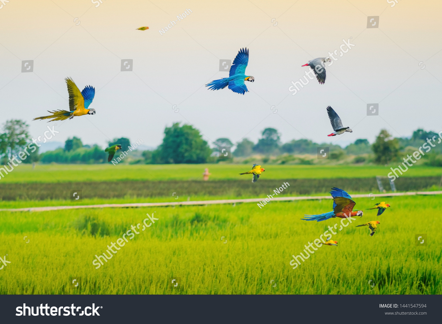 parrot fields