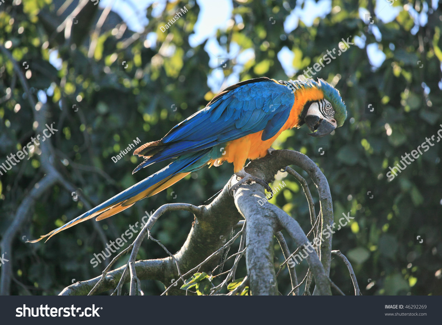  Dark Gray Classic  Template Design Featuring Colorful Parrot