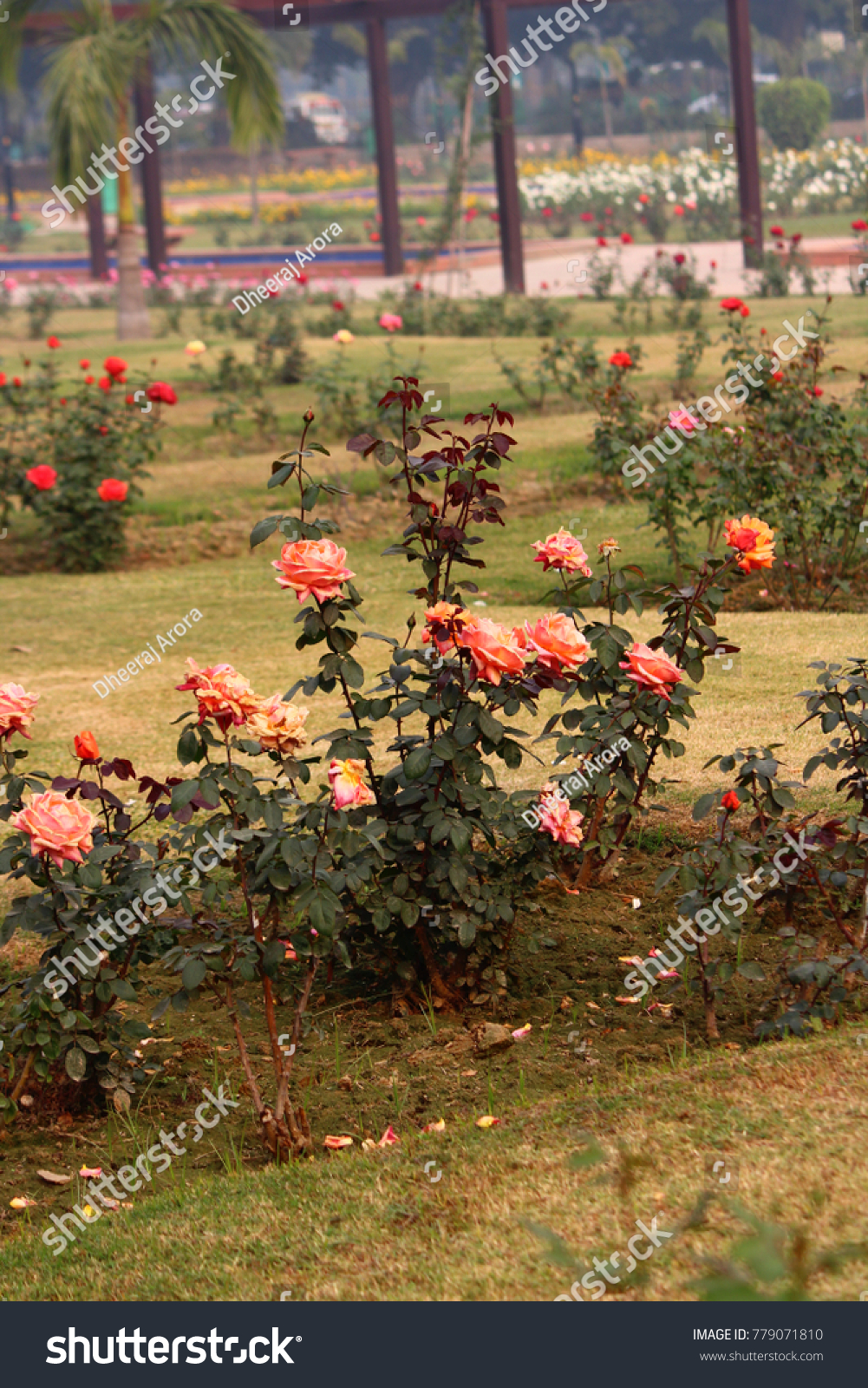 colorful roses national rose garden new stock photo (edit now) 779071810