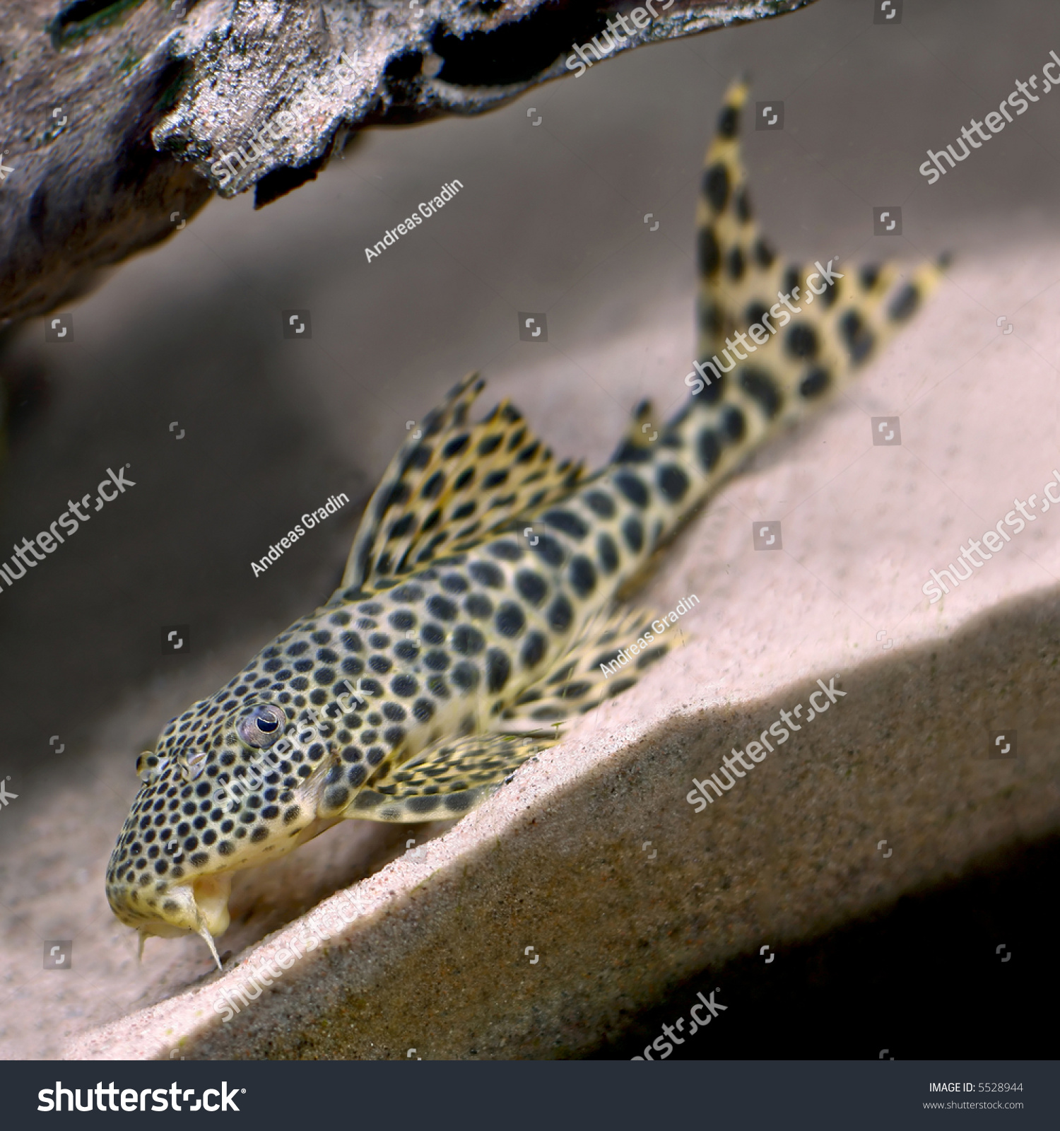 Colorful Spotted Tropical Catfish Swimming Aquarium Stock Photo 5528944 ...