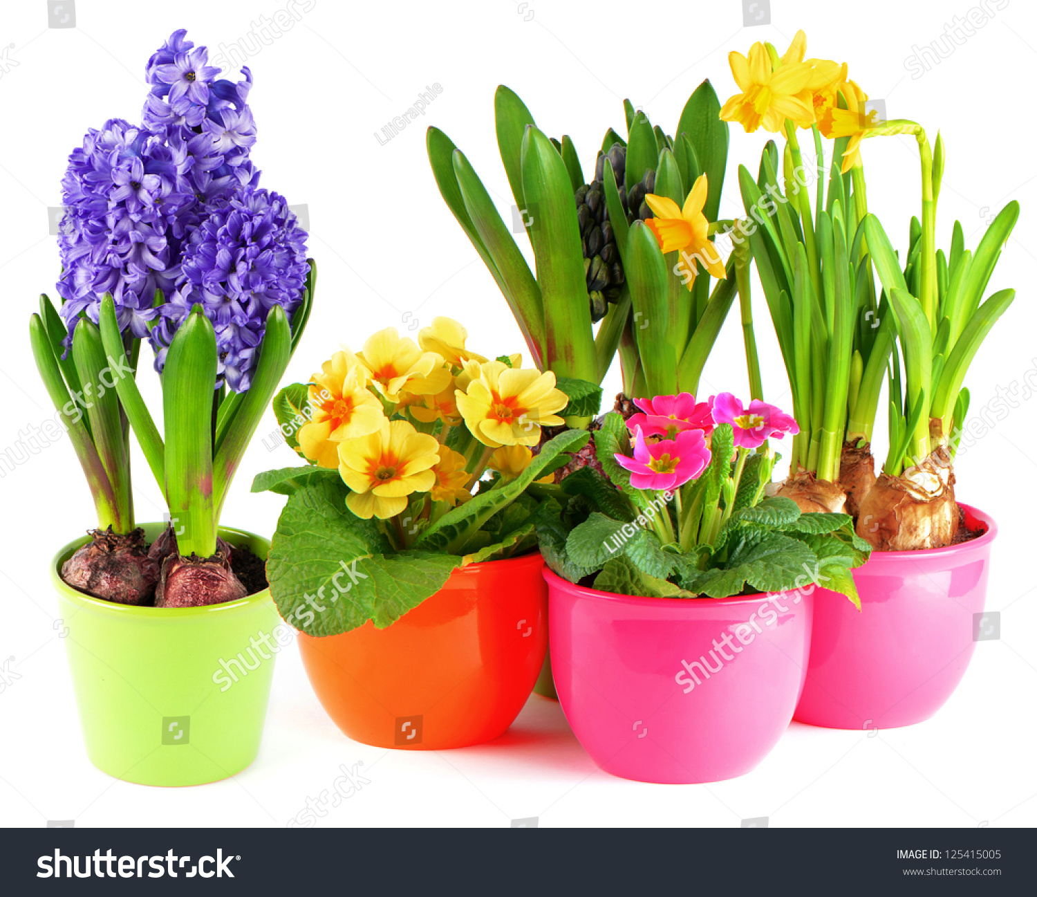Attractive White Flowers For Pots Illustration Wedding and flowers