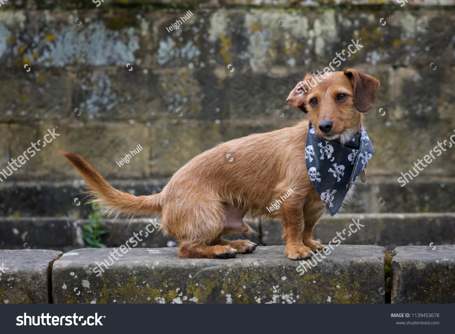 Colour Image Jack Russell Terrier Dog Stock Photo Edit Now