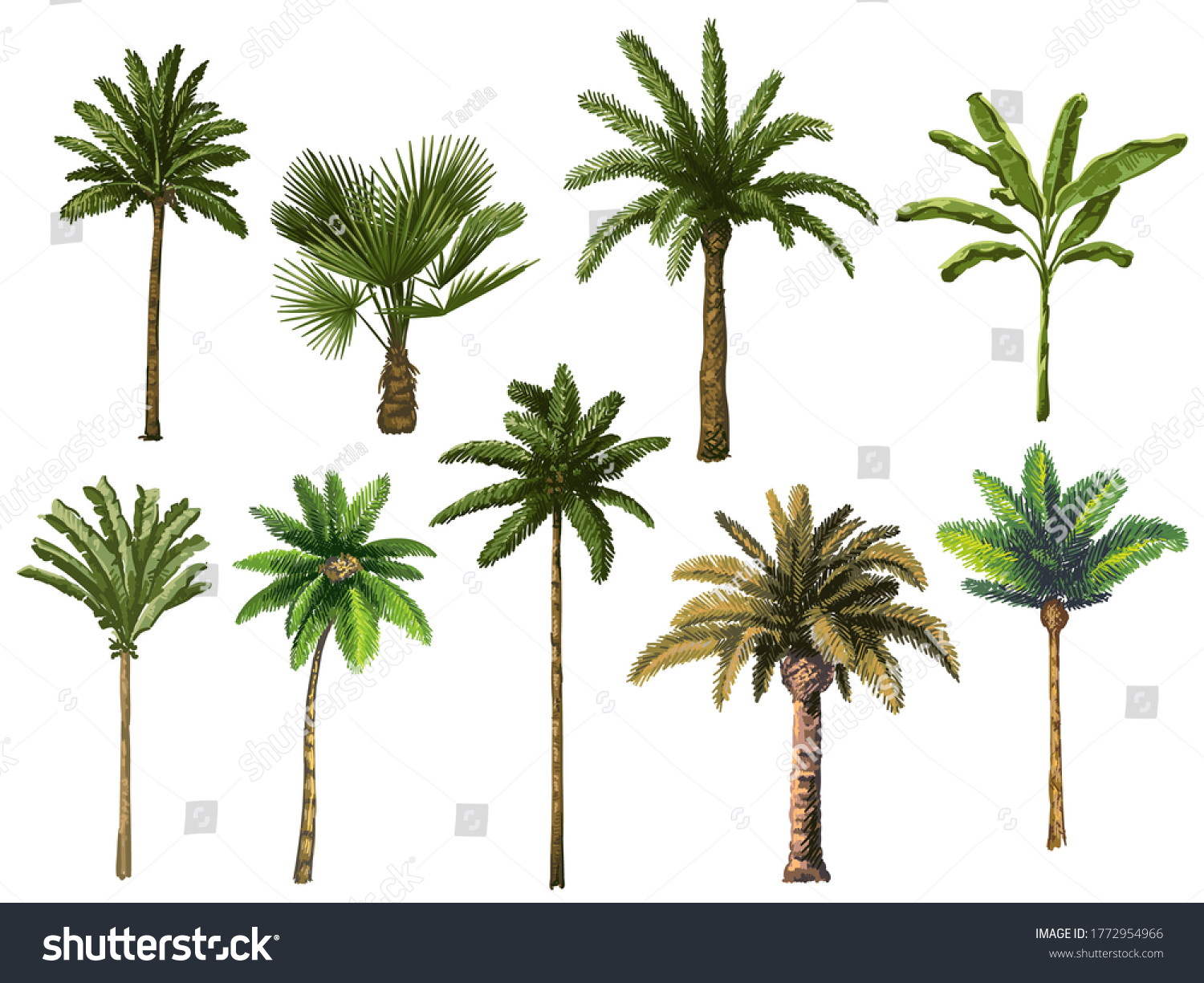 Colourful Hand Drawn Palm Tree Retro Stock Illustration 1772954966 Shutterstock 