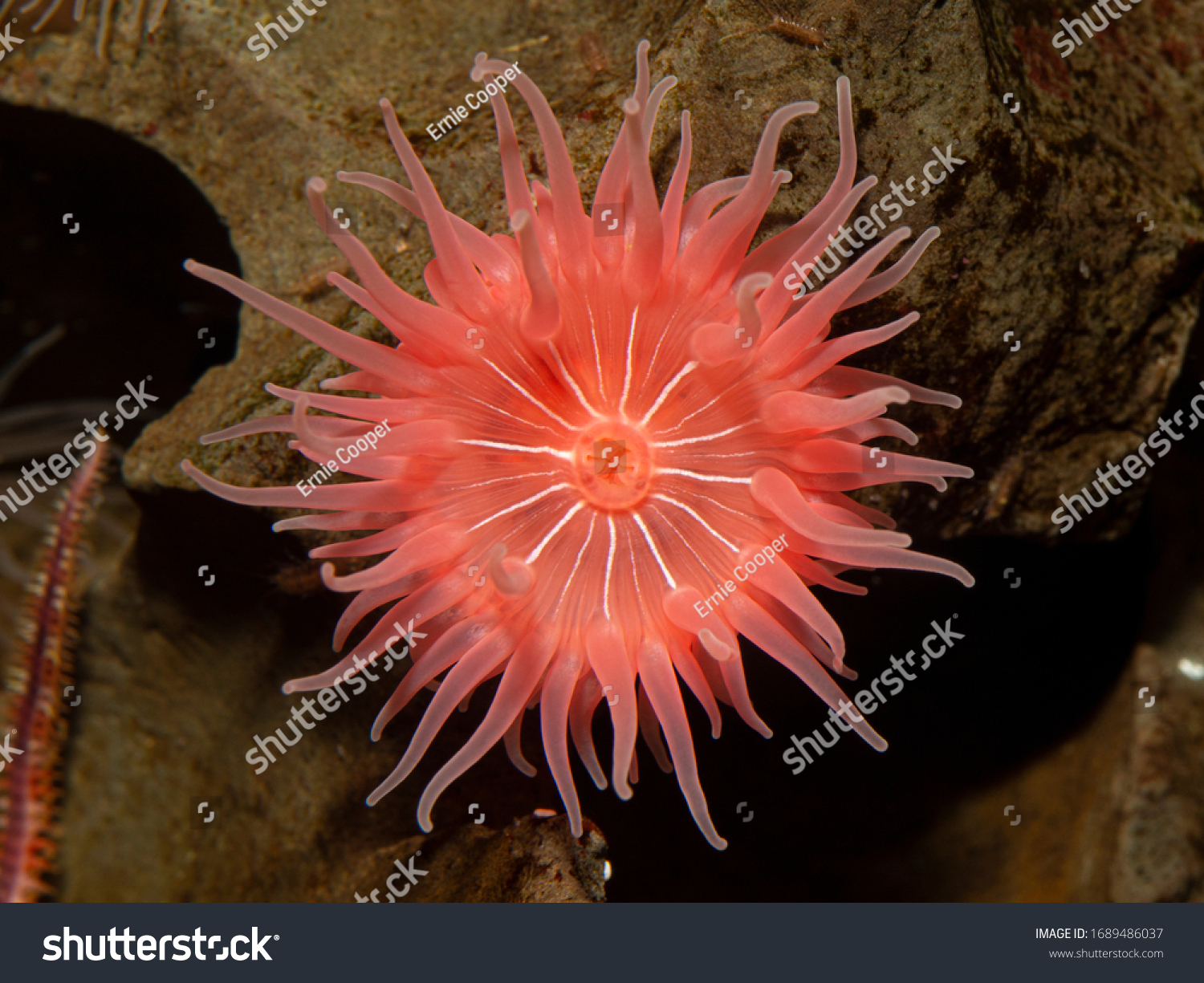 33,697 Beautiful sea anemone Images, Stock Photos & Vectors | Shutterstock