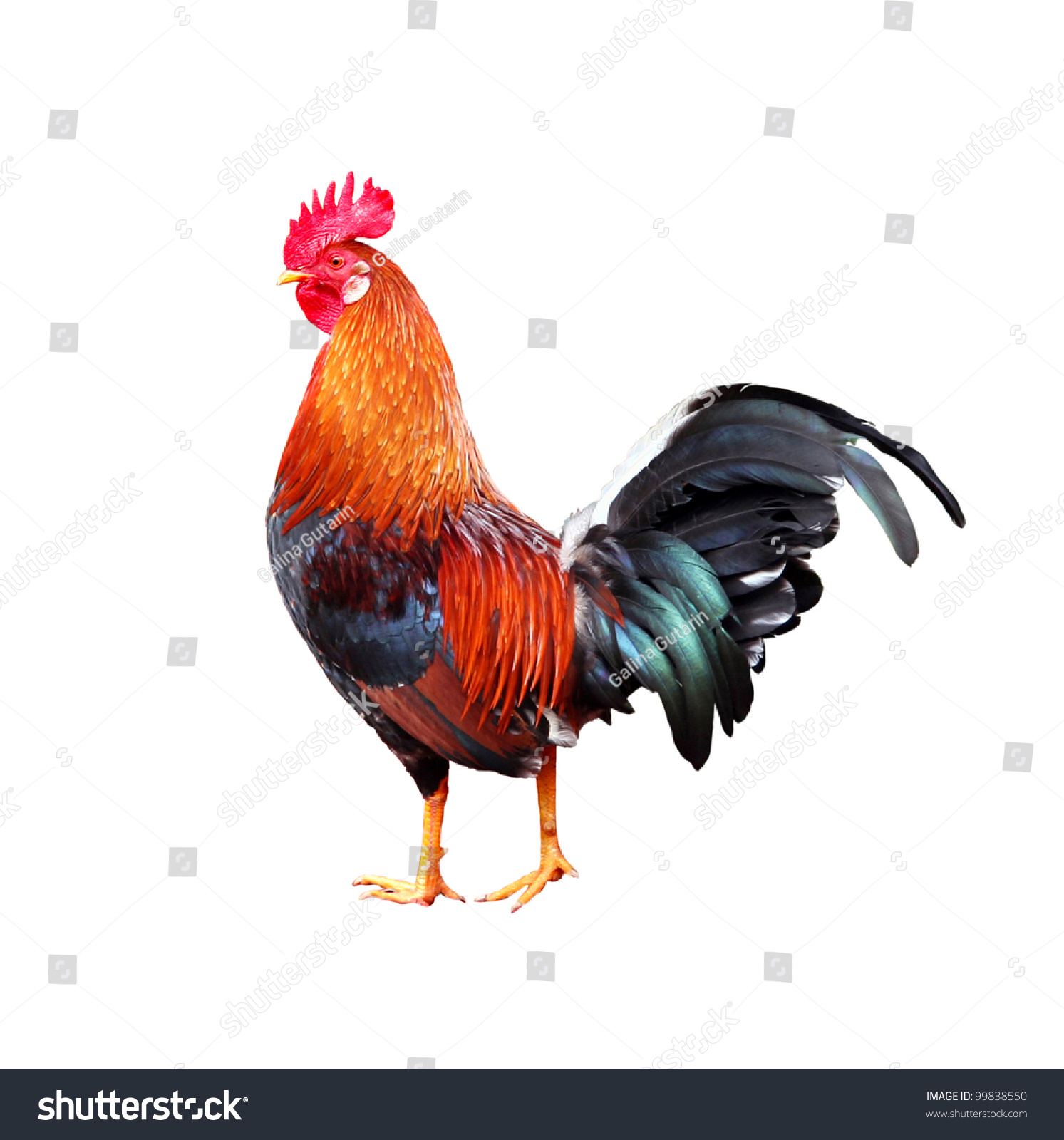 Colourful Rooster (American Brown Leghorn Rooster) On White Background ...