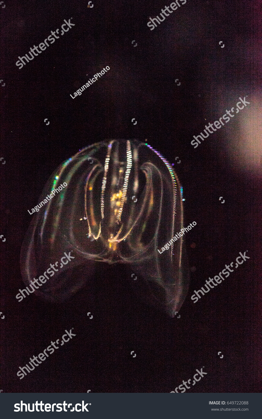 Comb Jelly Phylum Ctenophora Do Not Stock Photo 649722088 | Shutterstock