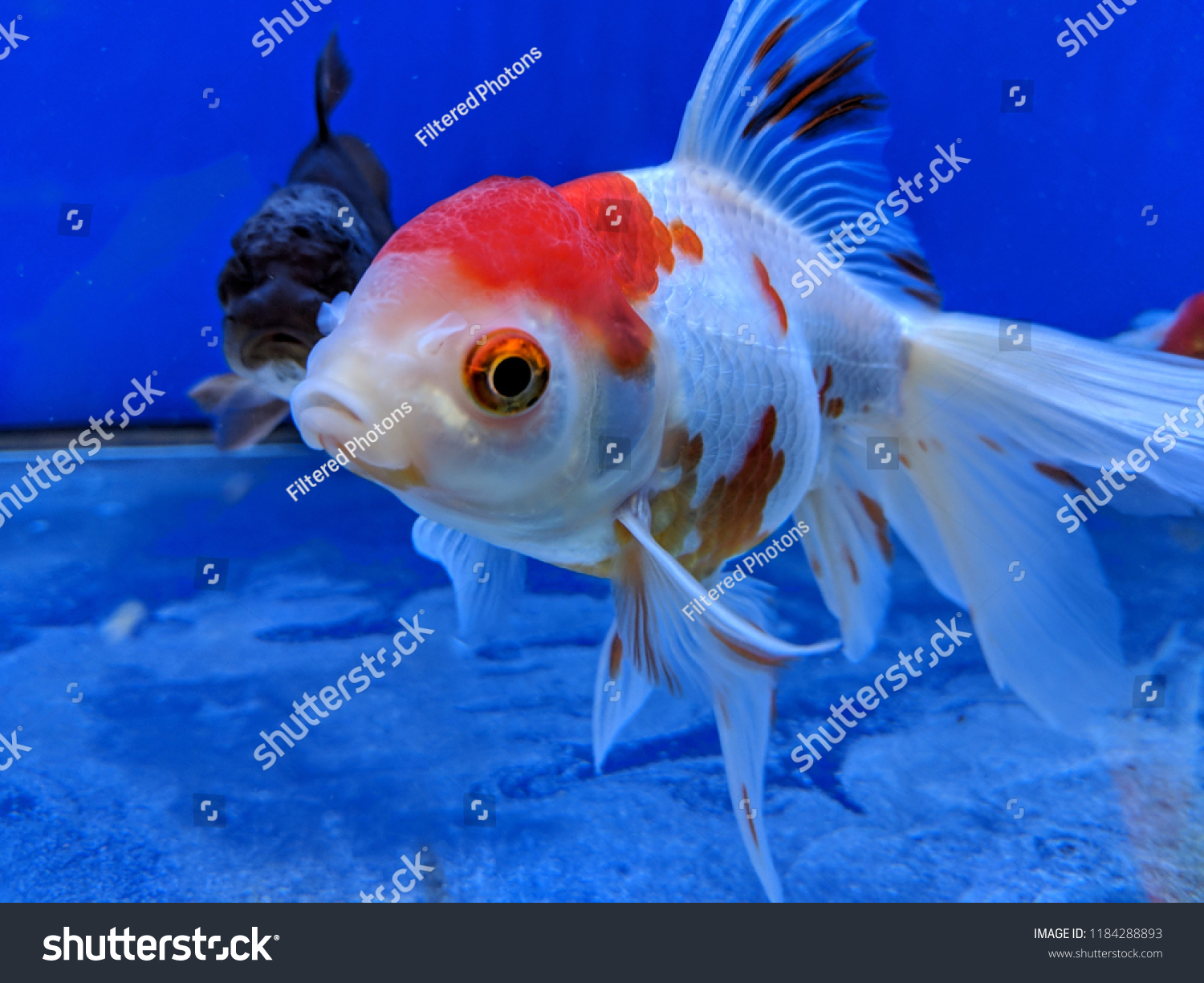 Comet Sarasa Fantail Goldfish Aquarium Stock Photo Edit Now