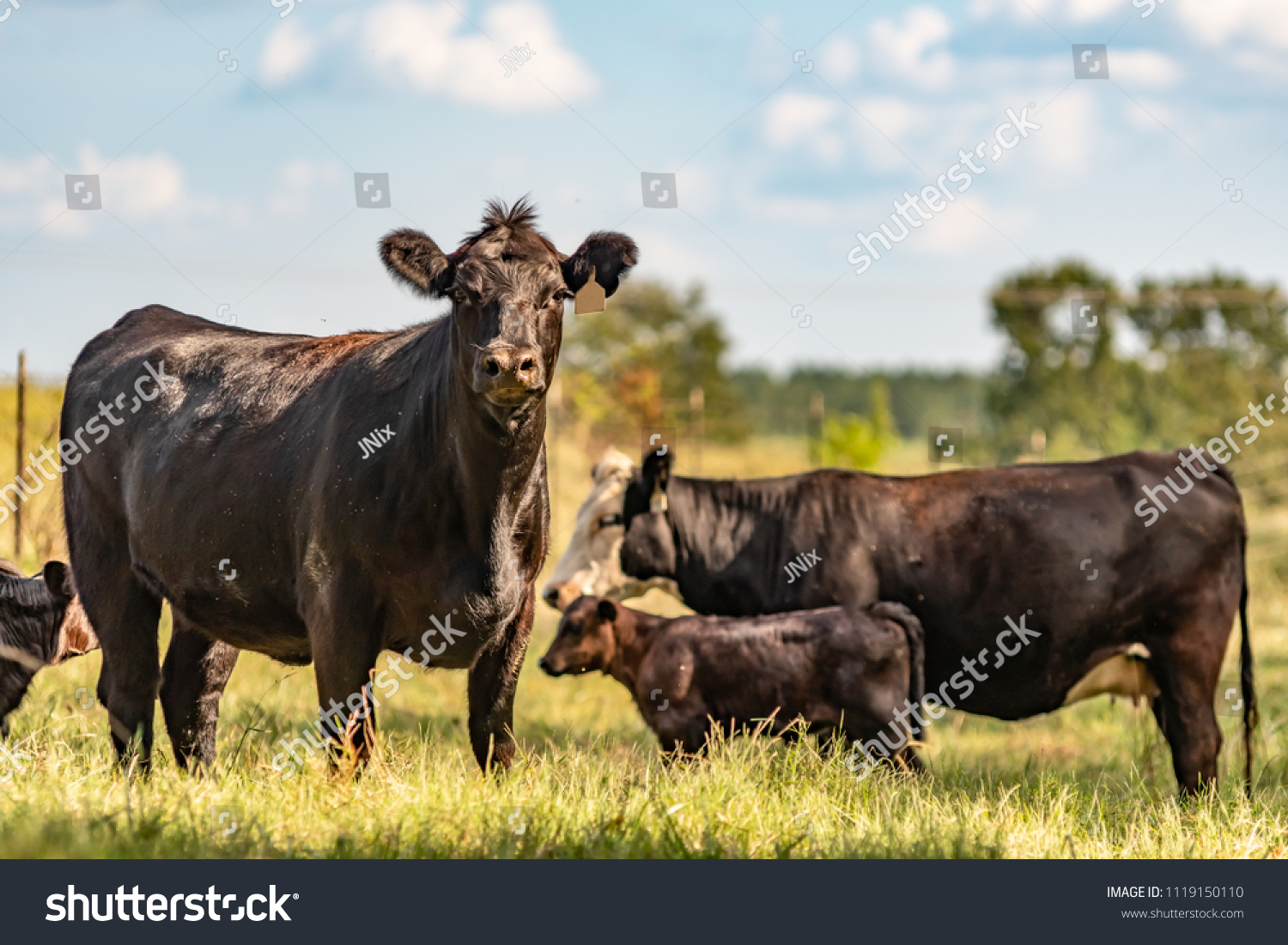 1,436 Cattle like Images, Stock Photos & Vectors | Shutterstock