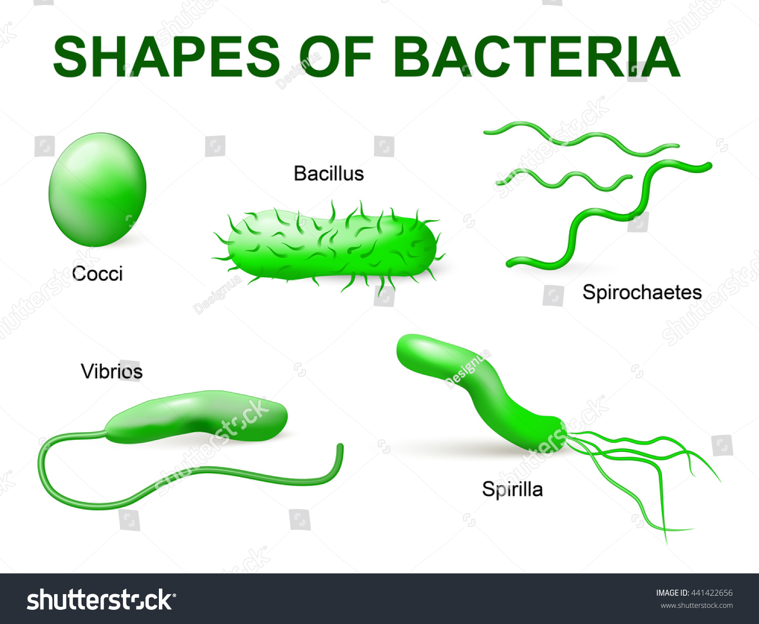 Common Bacteria Infecting Human Bacteria Classified Stock Illustration