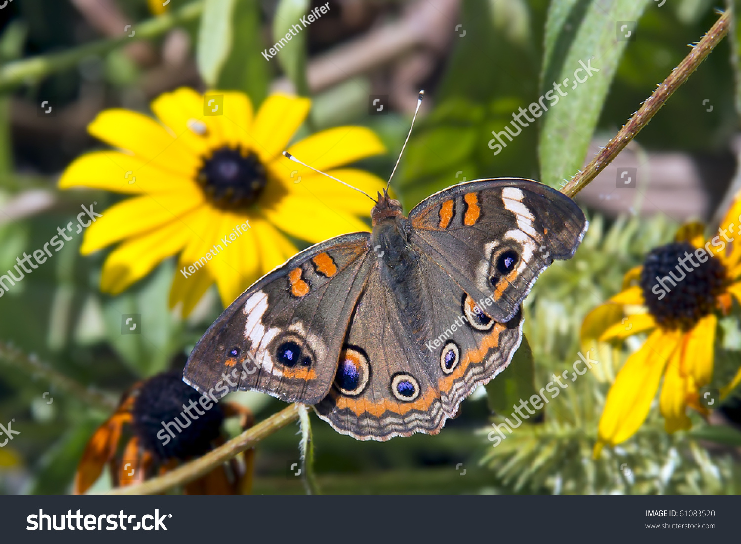 Common Yellow Garden Flowers common buckeye butterfly garden yellow flowers stock photo Common Yellow Garden Flowers common buckeye butterfly garden yellow flowers stock photo