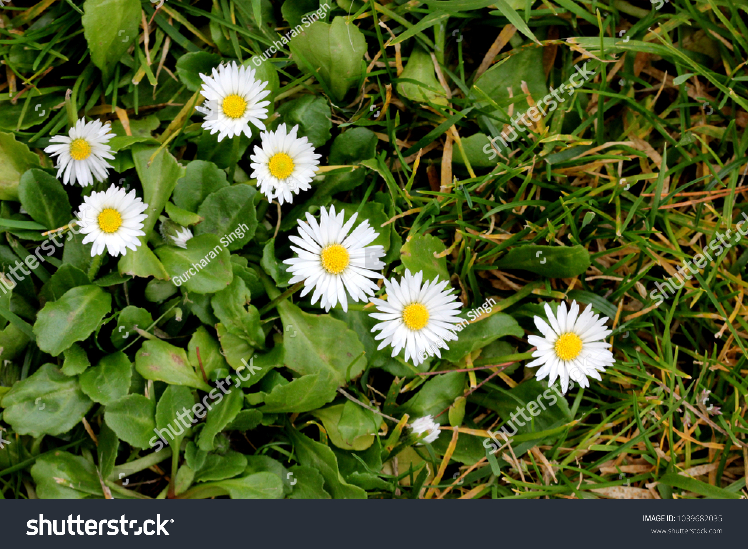 Common Daisy English Daisy Bellis Perennis Parks Outdoor Stock Image