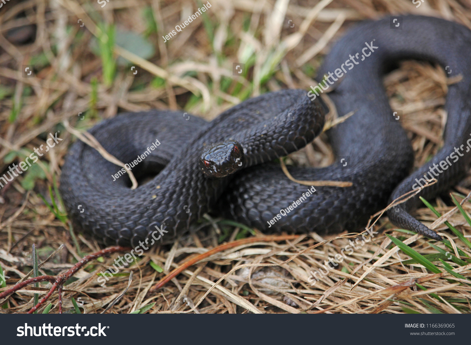 Common European Viper Vipera Berus Completly Stock Photo Edit Now 1166369065