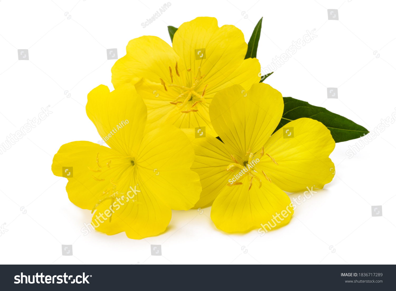 Yellow-evening-primrose Images, Stock Photos & Vectors | Shutterstock