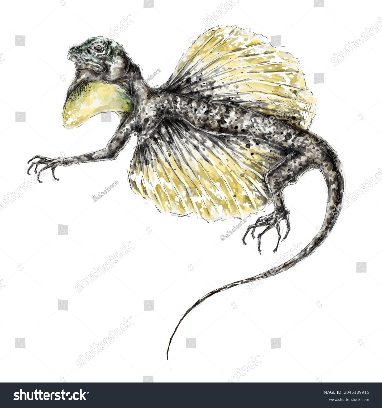 Common Flying Dragon Draco Volans Digital Stock Illustration Shutterstock