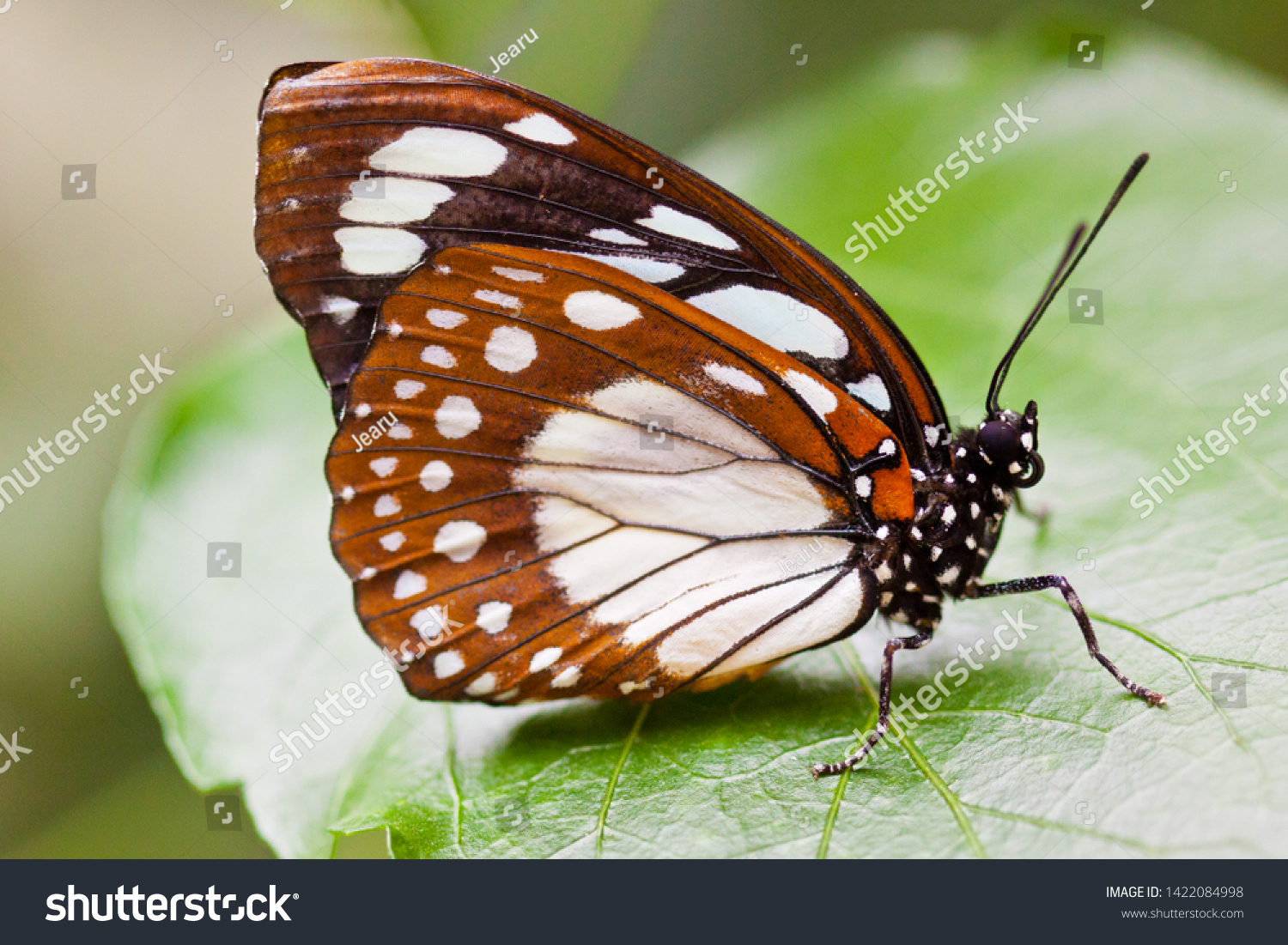 Bộ sưu tập cánh vẩy 4 - Page 24 Stock-photo-common-forest-queen-euxanthe-eurinome-1422084998