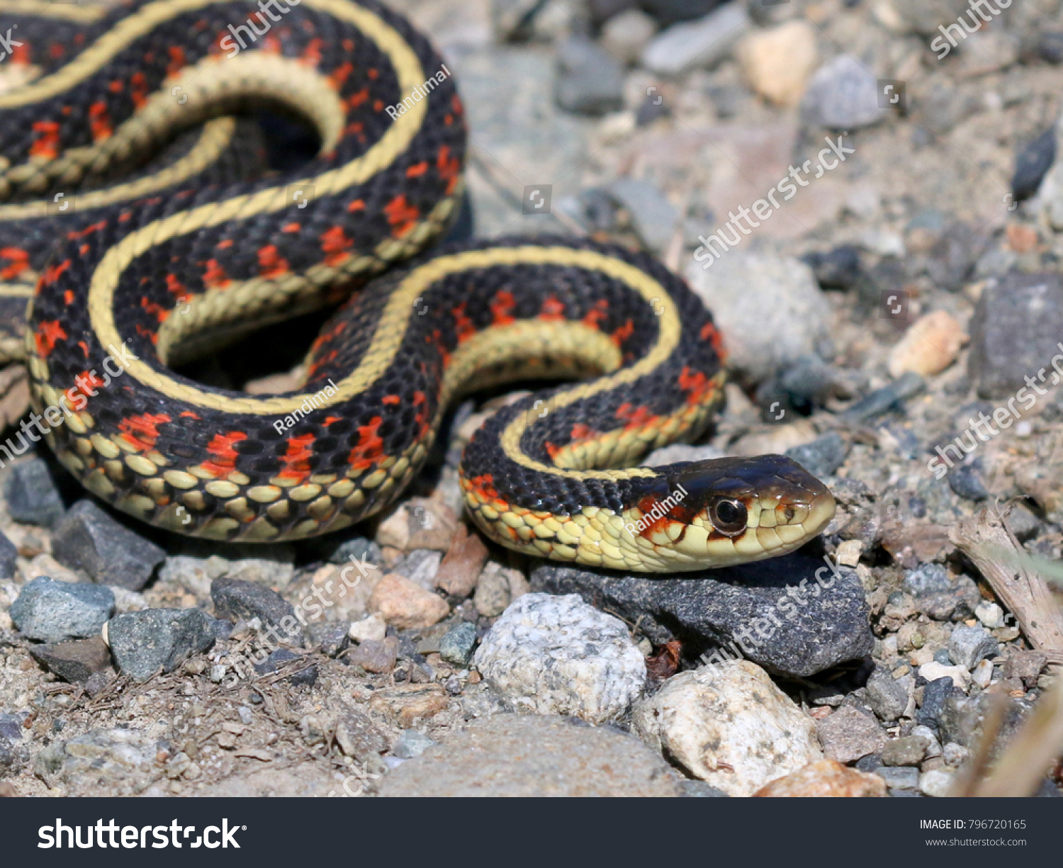 Common Garter Snake Images, Stock Photos & Vectors | Shutterstock