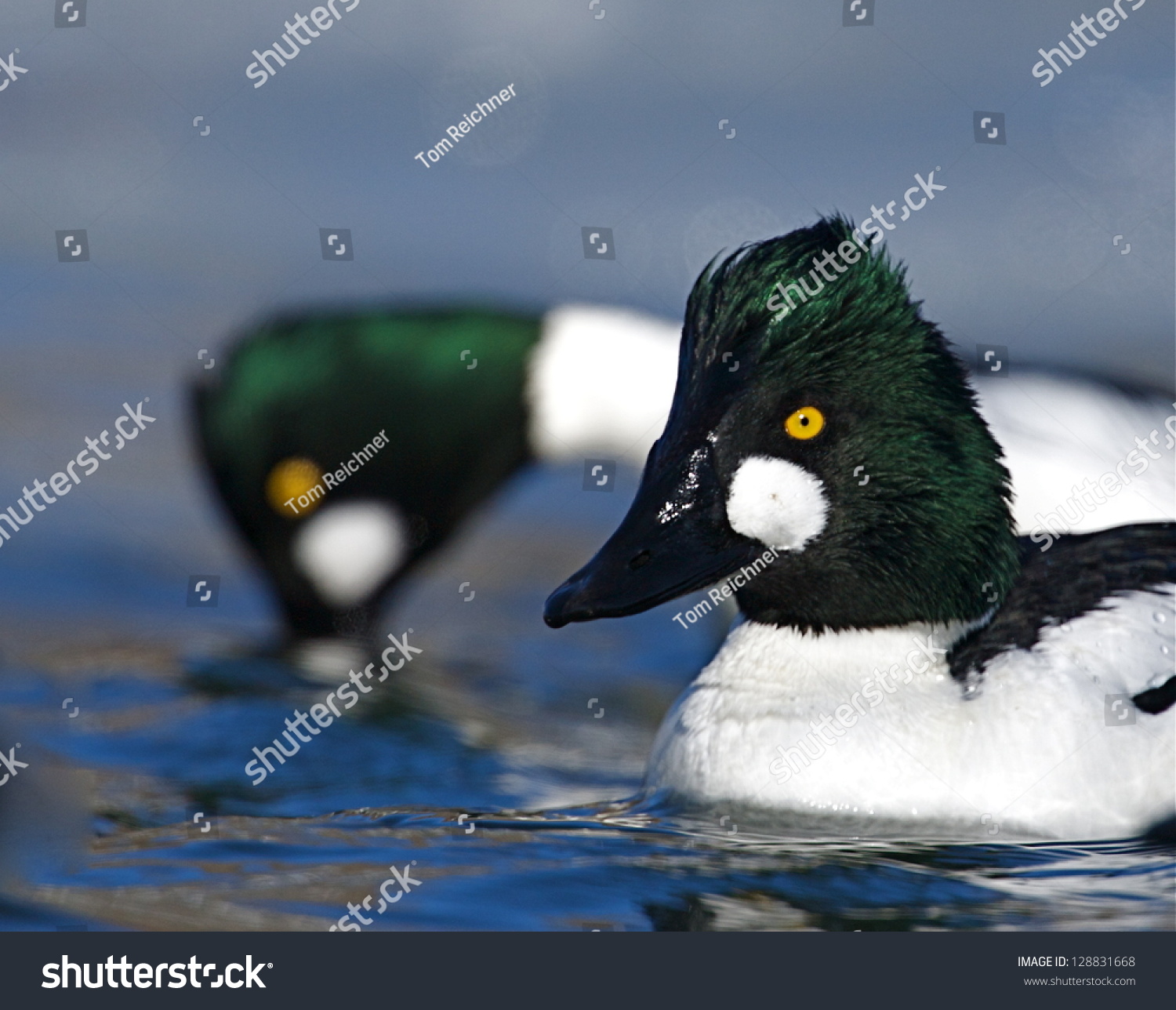 Collection 94+ Pictures Pictures Of Wild Ducks Full HD, 2k, 4k