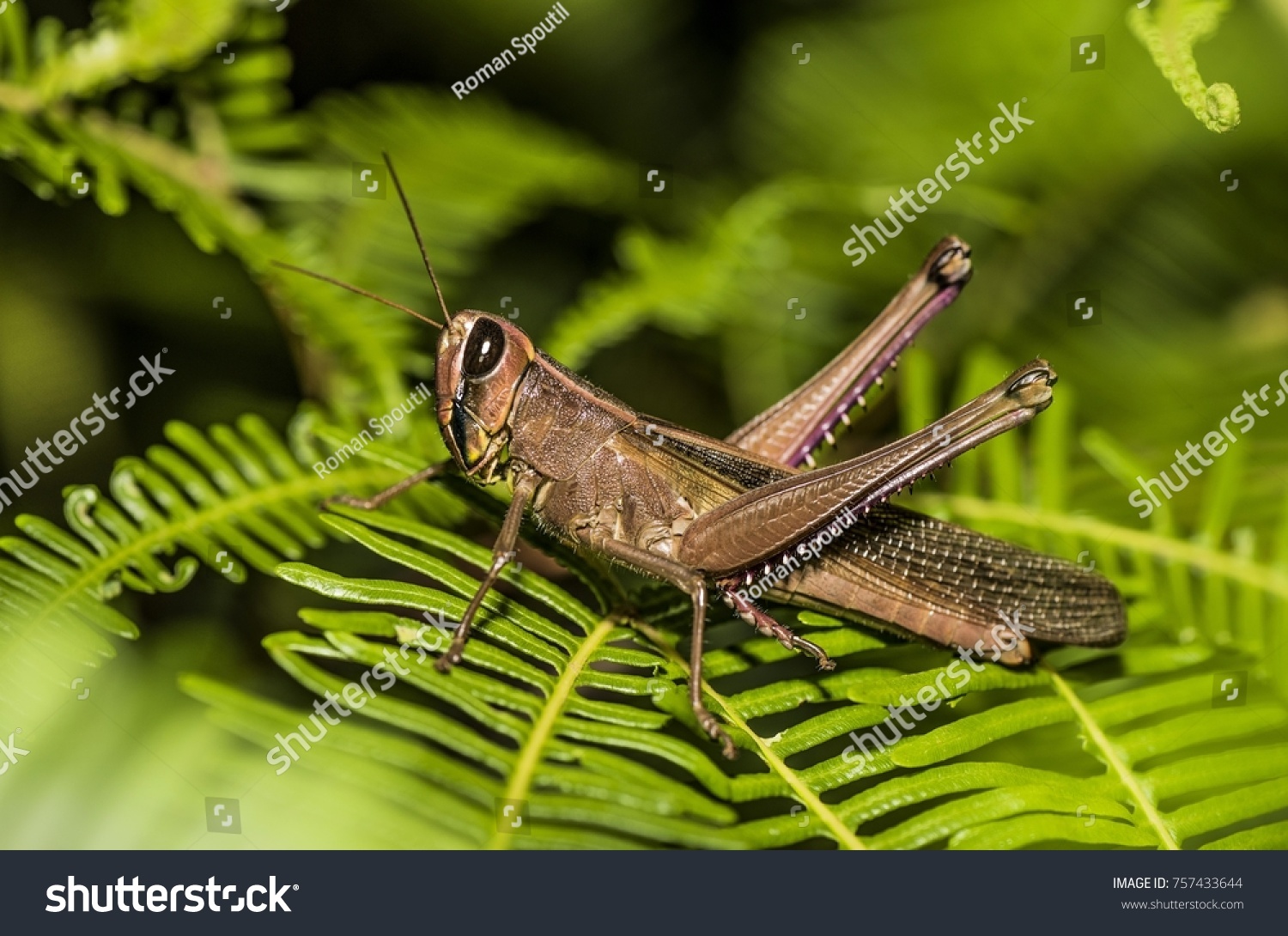 Grasshopper Malay Meaning Of Grasshopper