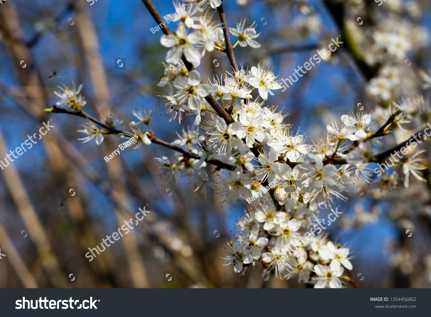 Common Hawthorn Flowers Crataegus Monogyna Flowering Stock Photo Edit Now 1354456802