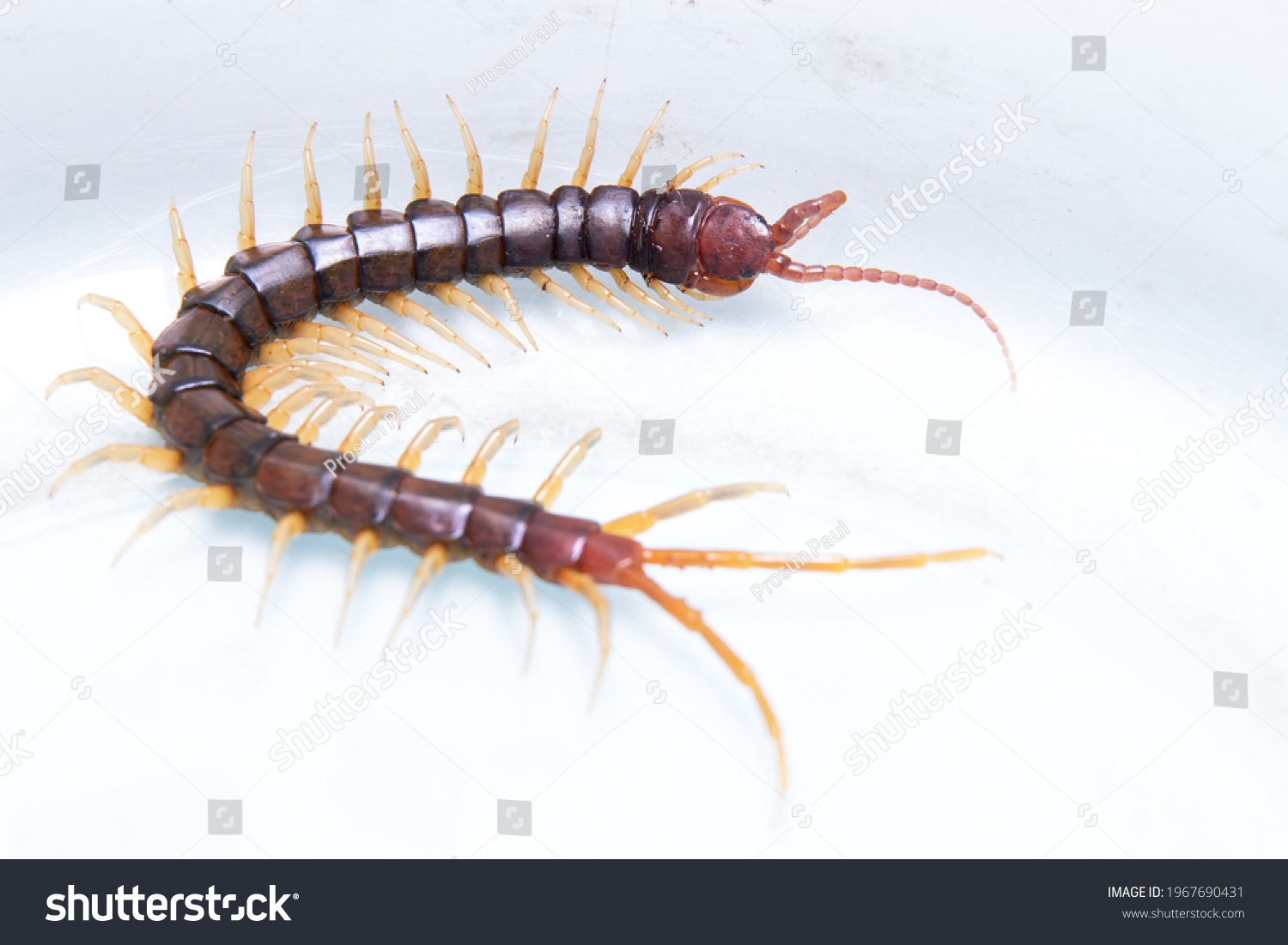 Common Indian Centipede On White Backdrop Stock Photo 1967690431 ...