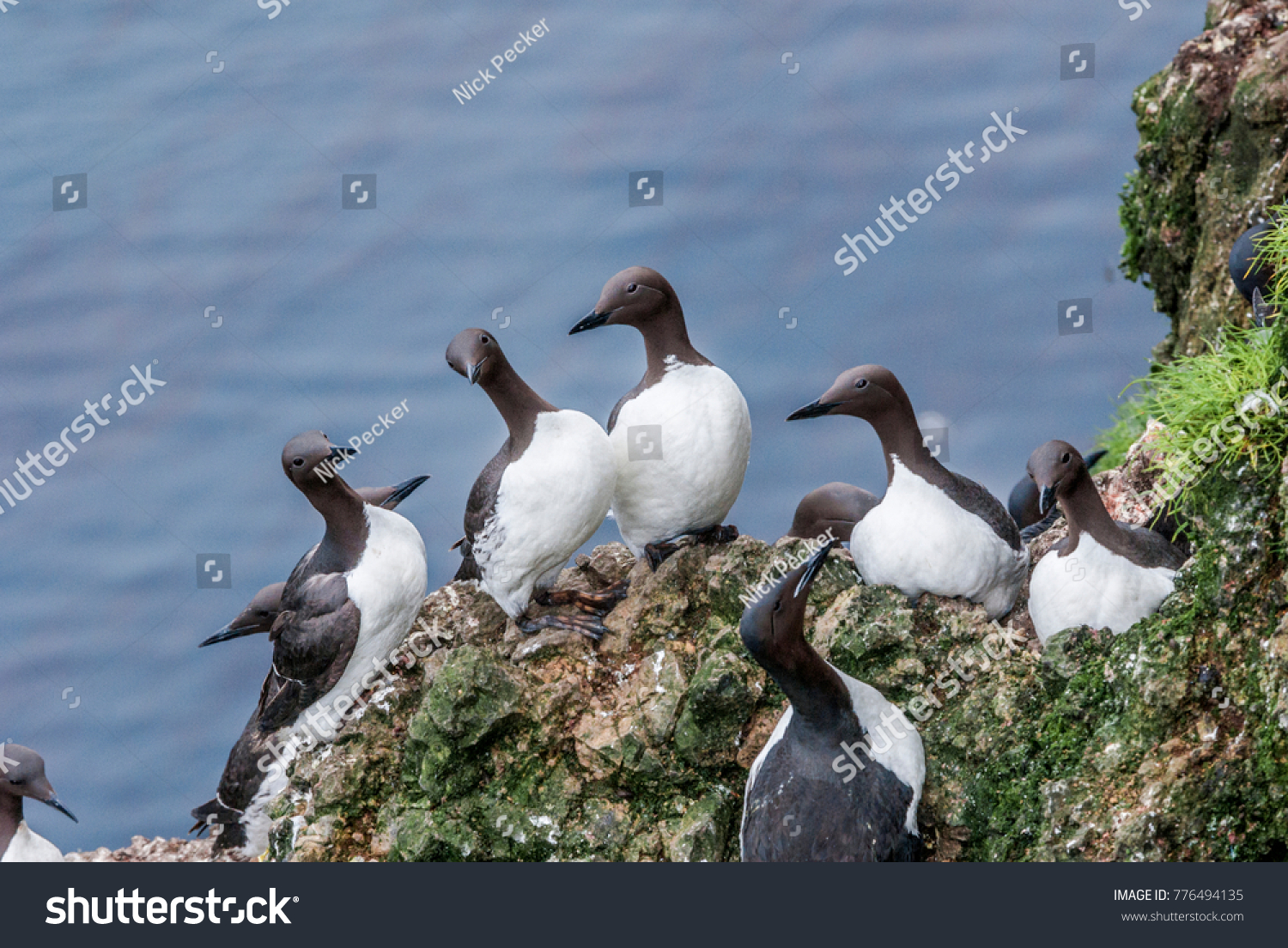 Murrs Images, Stock Photos & Vectors | Shutterstock
