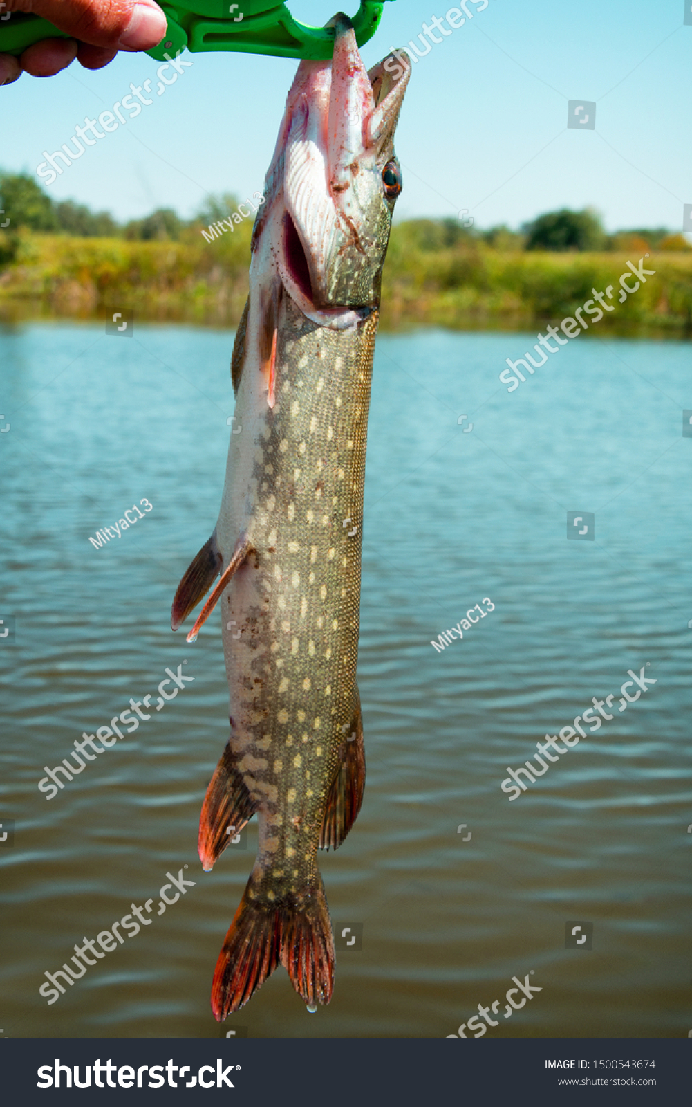 best fish gripper for pike