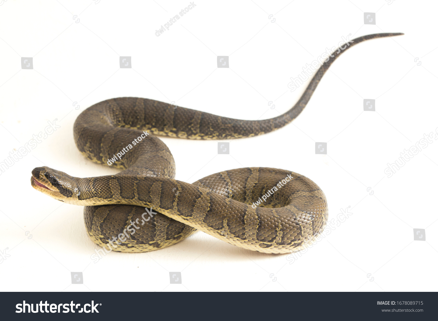 Common Pufffaced Water Snake Homalopsis Buccata Stock Photo 1678089715 