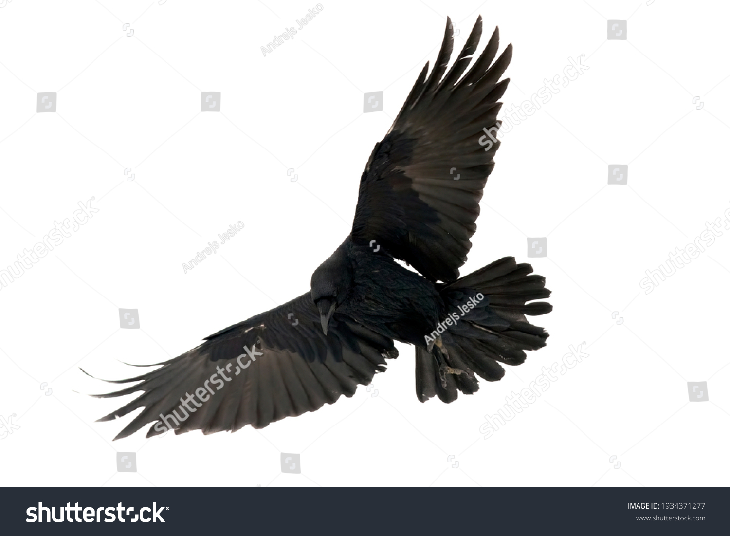 Common Rave Corvus Corax Black Bird Stock Photo 1934371277 | Shutterstock