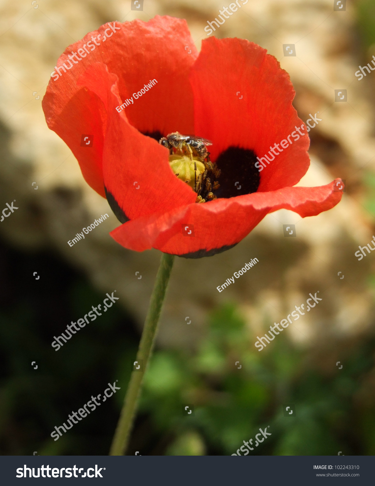 Common Red Poppy "Corn Poppy" Stock Photo 102243310 : Shutterstock