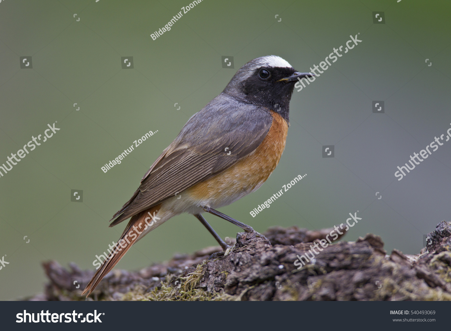 Common Redstart - Male Stock Photo 540493069 : Shutterstock