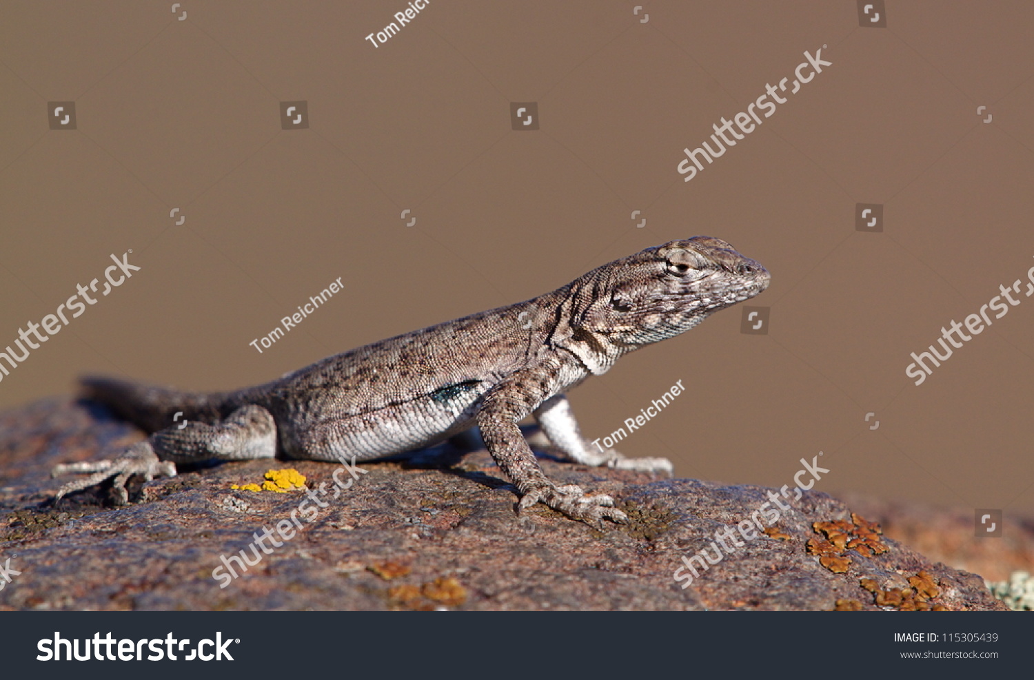 Common Side-Blotched Lizard, Uta Stansburiana, Columbia River Gorge ...