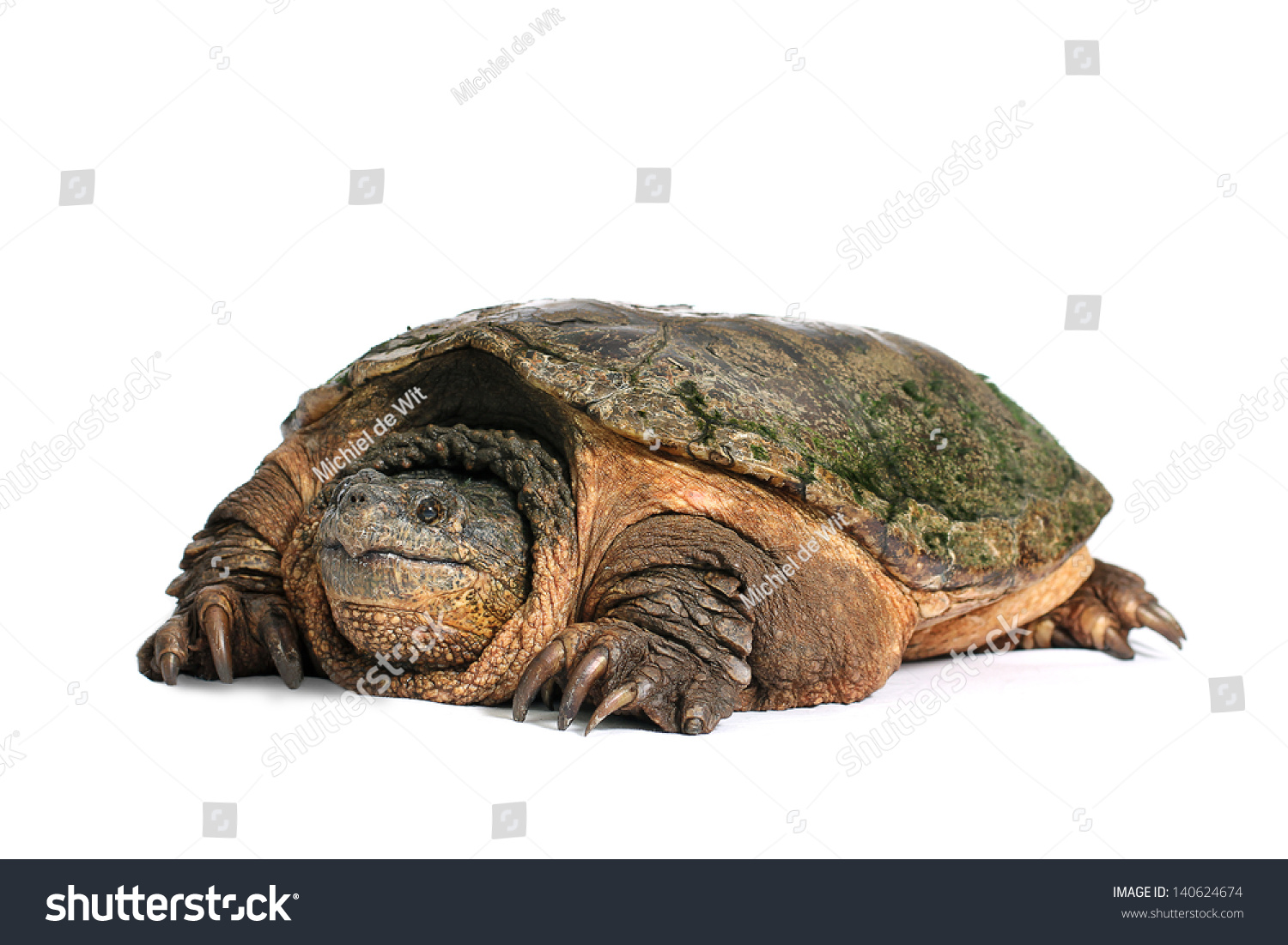 794 Snapping turtle eye Images, Stock Photos & Vectors | Shutterstock