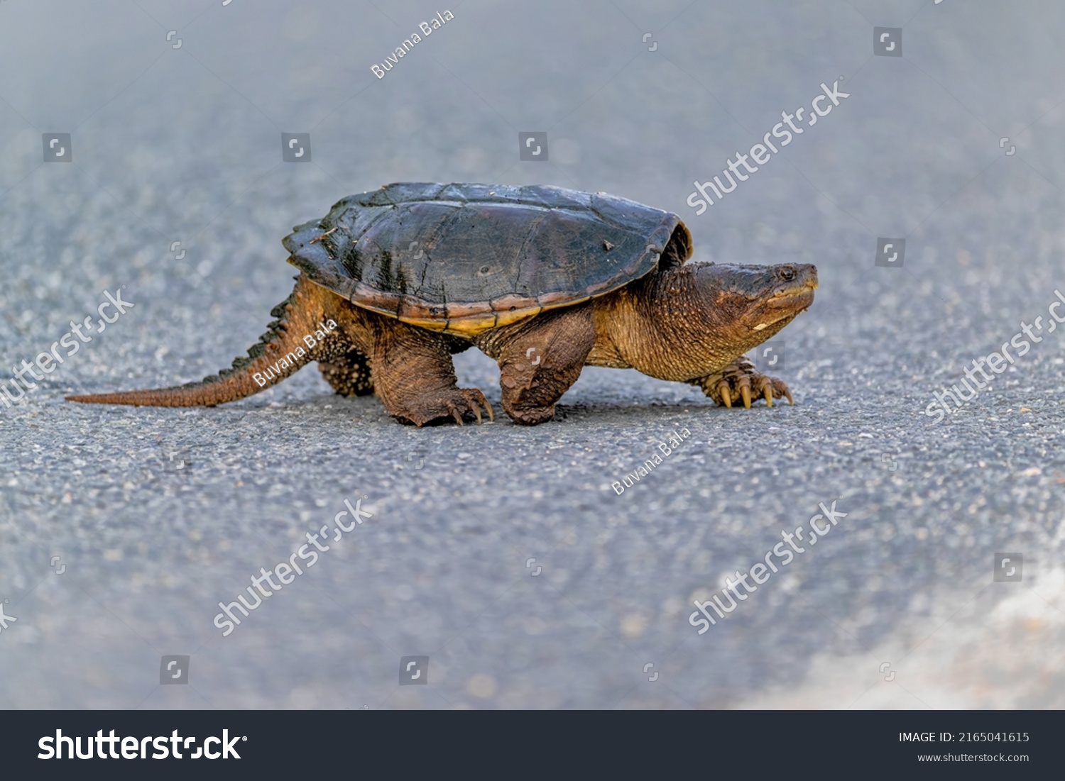 Common Snapping Turtle Crossing Road Chelydra Stock Photo 2165041615 ...