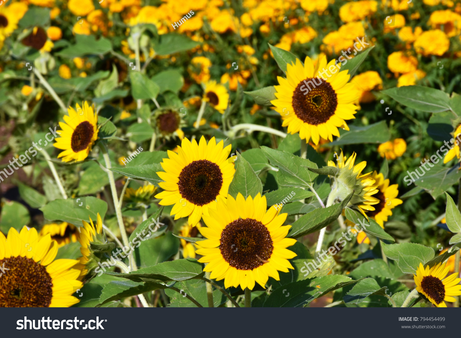 Common Sunflower Scientific Name Helianthus Flowers Stock Photo Edit Now 794454499